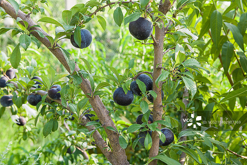 李子树上成熟的李子果实图片素材