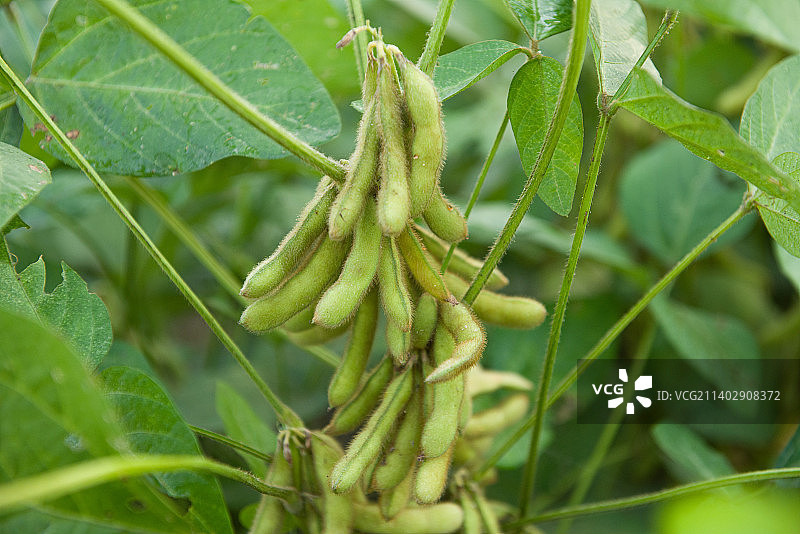 种植的大豆黄豆农作物图片素材
