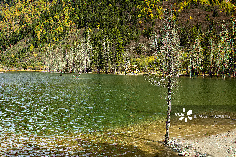 小金县四姑娘山双桥沟秋色迷醉图片素材