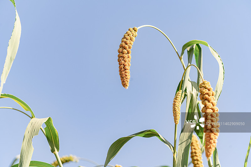 沉甸甸的谷穗图片素材