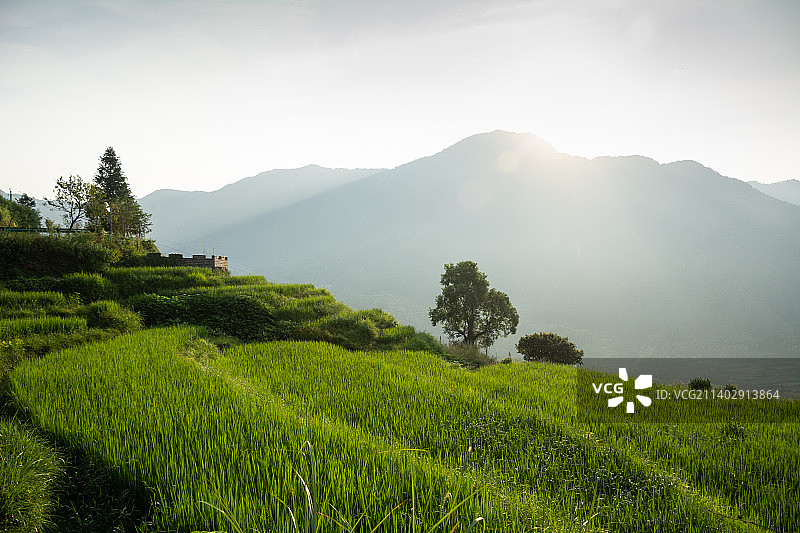 江西省上饶市婺源县江岭景区风光 婺源 江岭 徽州 梯田 村庄 晨雾 日出图片素材