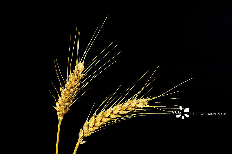 成熟的小麦在黑色背景上图片素材