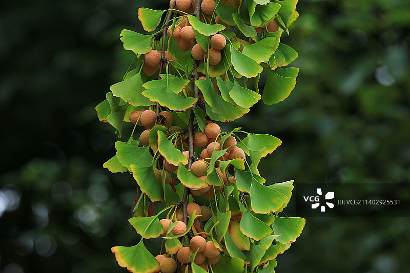 秋天银杏树枝上的果实图片素材