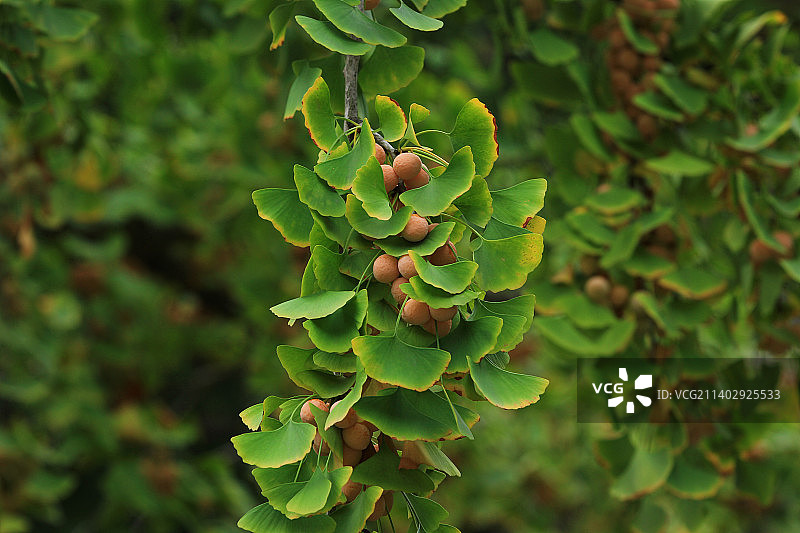 秋天银杏树枝上的果实图片素材