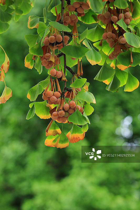 秋天银杏树枝上的果实图片素材