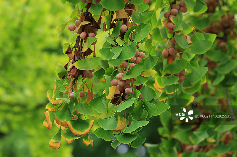 秋天银杏树枝上的果实图片素材