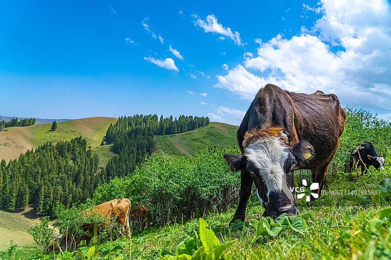 新疆伊犁 高山草原 牛在牧场上 吃草图片素材