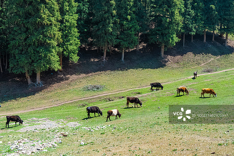 新疆伊犁 高山草原 牛在牧场上 吃草图片素材