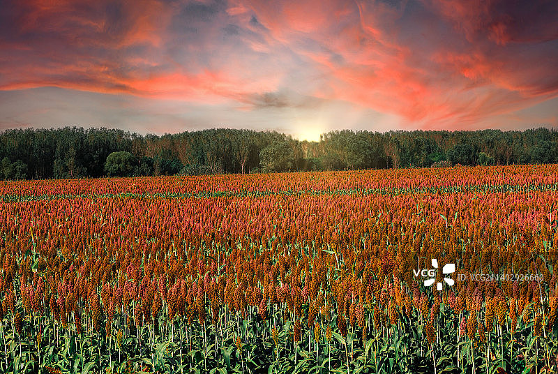 收获的季节（高粱）图片素材