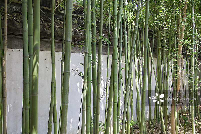 青瓦白墙边的竹林图片素材