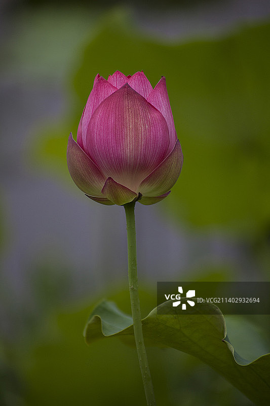雨后鲜艳的荷花与水珠图片素材