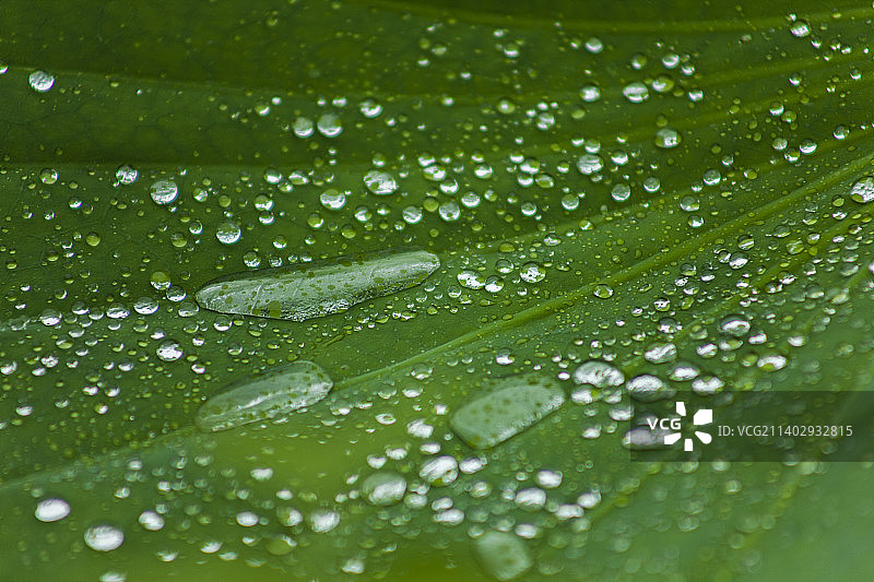 荷叶上的水珠图片素材