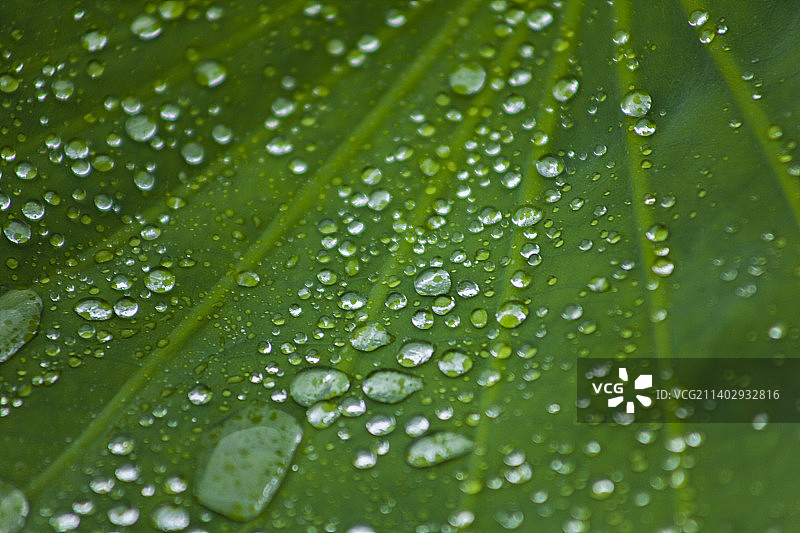 荷叶上的水珠图片素材