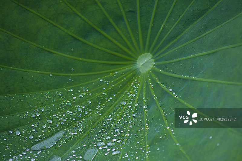 荷叶上的水珠图片素材