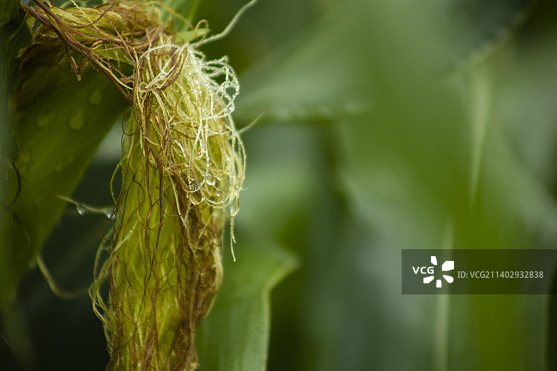 玉米须特写图片素材