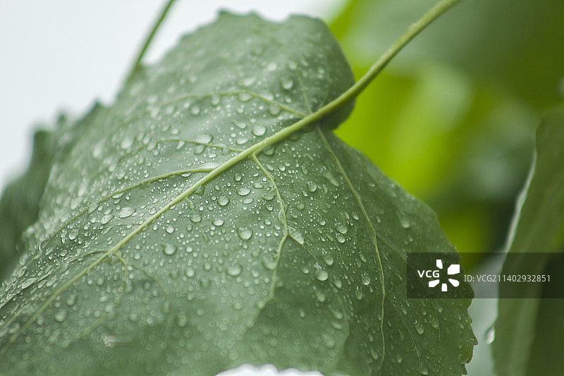 雨后布满水珠的绿叶图片素材