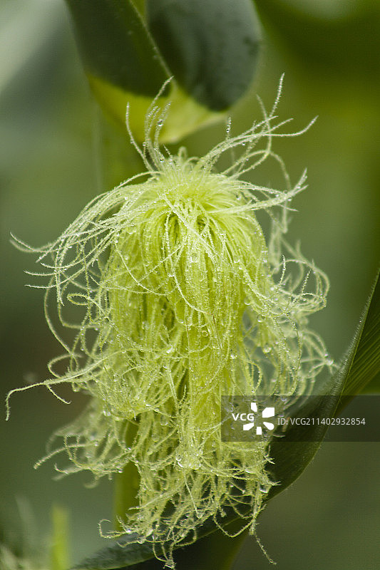 玉米须特写图片素材