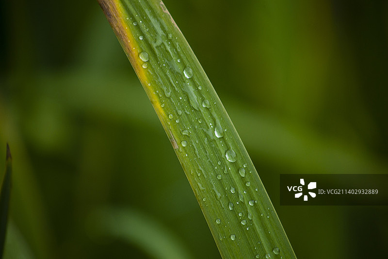 绿叶上的水珠图片素材