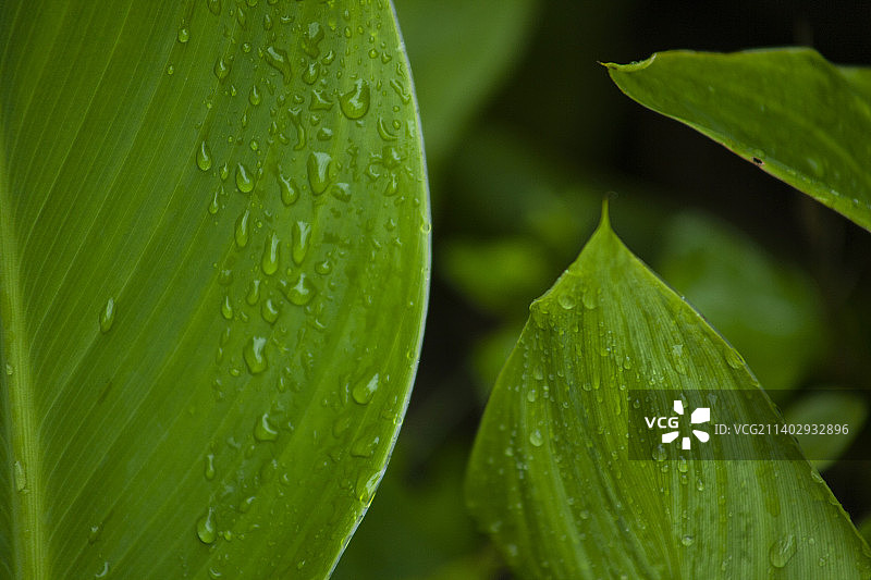 绿叶与水珠图片素材