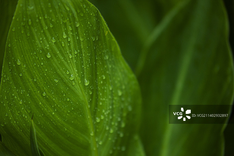 绿叶与水珠图片素材