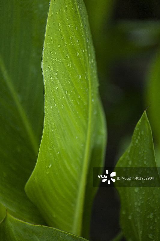 绿叶与水珠图片素材