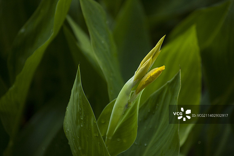绿叶与水珠图片素材
