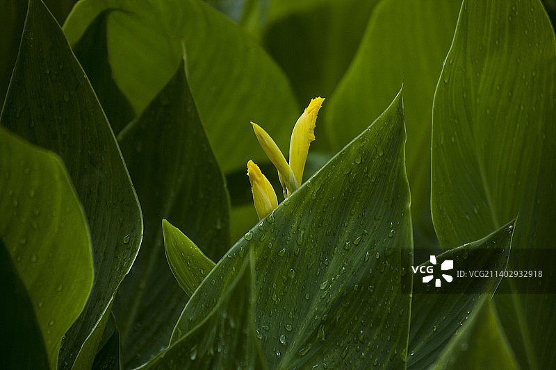 绿叶与水珠图片素材