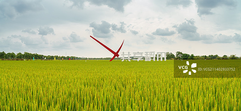 稻田图片素材