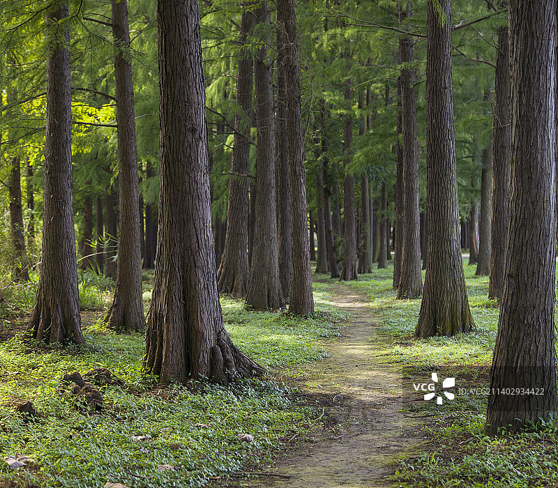 阳光透过杉树林照在林间小路上图片素材