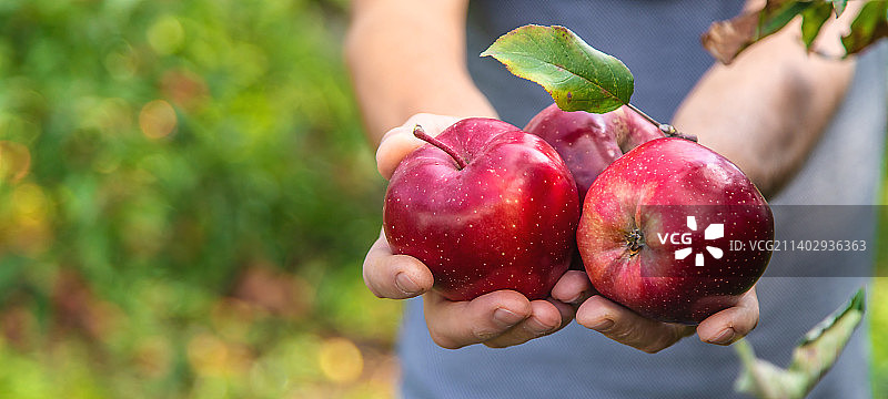 男农民采摘苹果（选择性焦点）图片素材