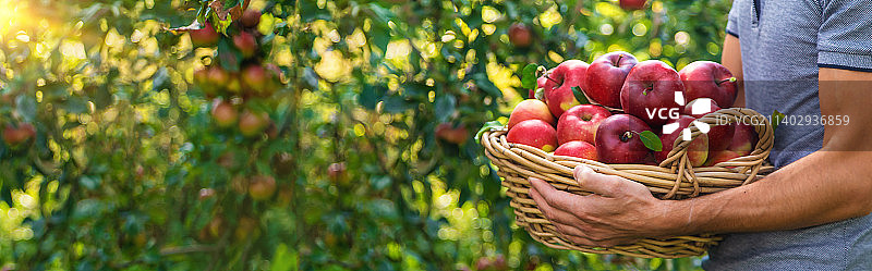 男农民采摘苹果（选择性焦点）图片素材