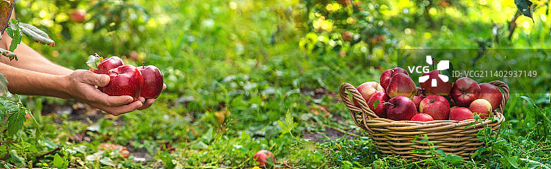男农民采摘苹果（选择性焦点）图片素材