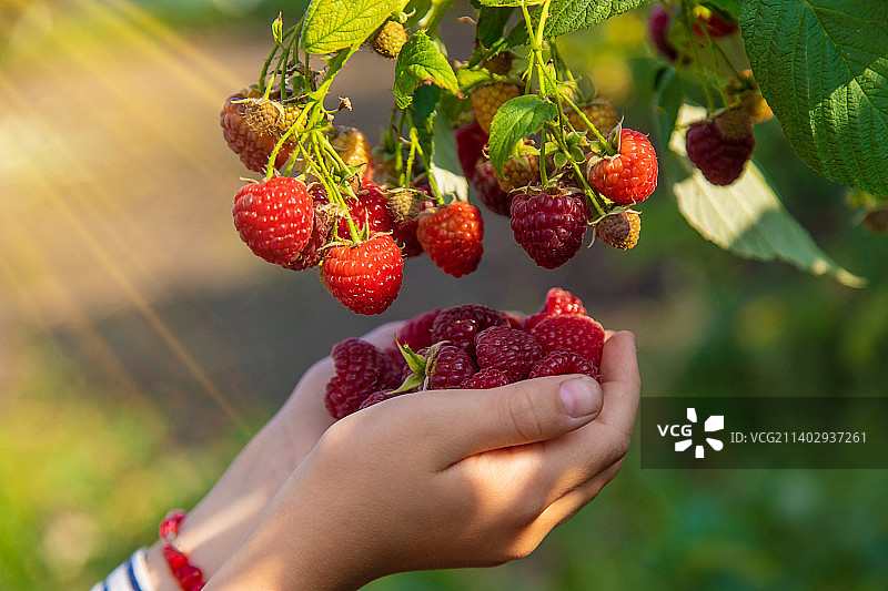 一个孩子在花园里摘树莓图片素材