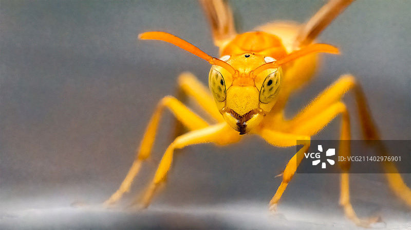 巴基斯坦旁遮普邦木尔坦叶子上的昆虫特写图片素材