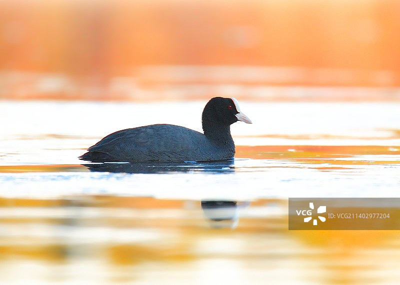 在湖中游泳的鸭子特写图片素材