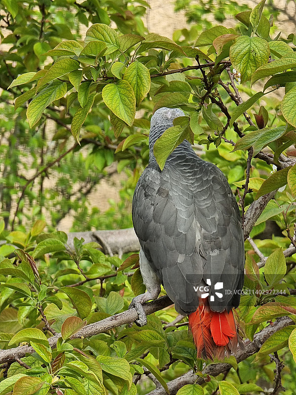 鹦鹉栖息在树上的特写图片素材