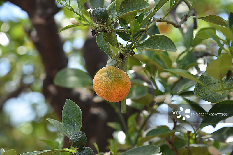 成熟的砂糖橘果树图片素材