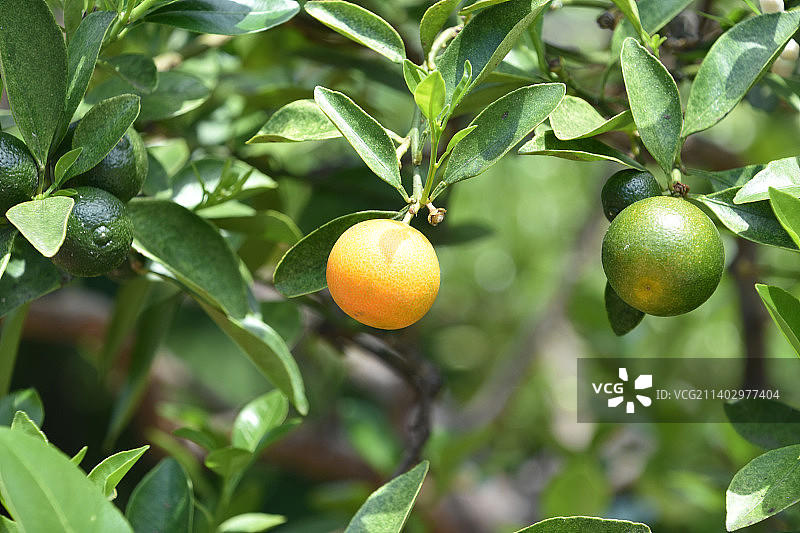 树上的绿色和橙色四季桔图片素材