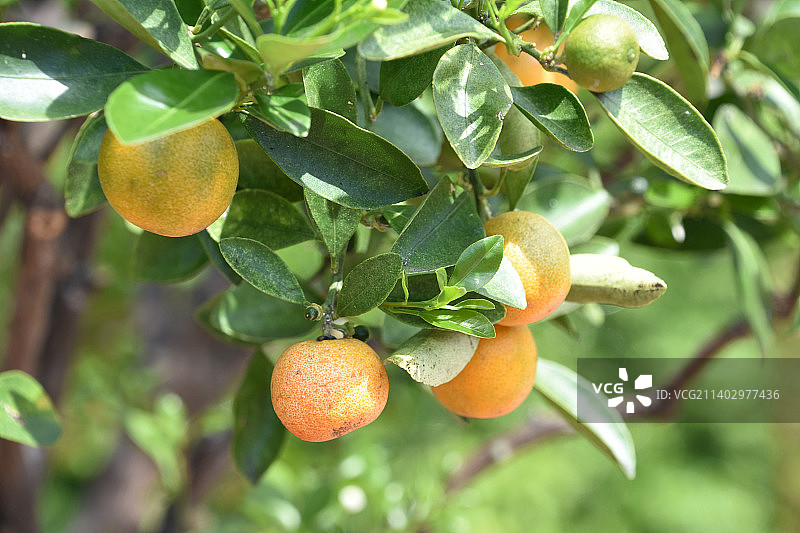 挂在树枝上的四季桔果实图片素材