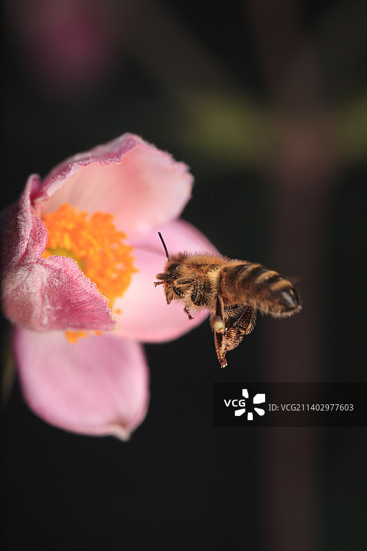 蜜蜂在粉色花朵上授粉的特写镜头图片素材