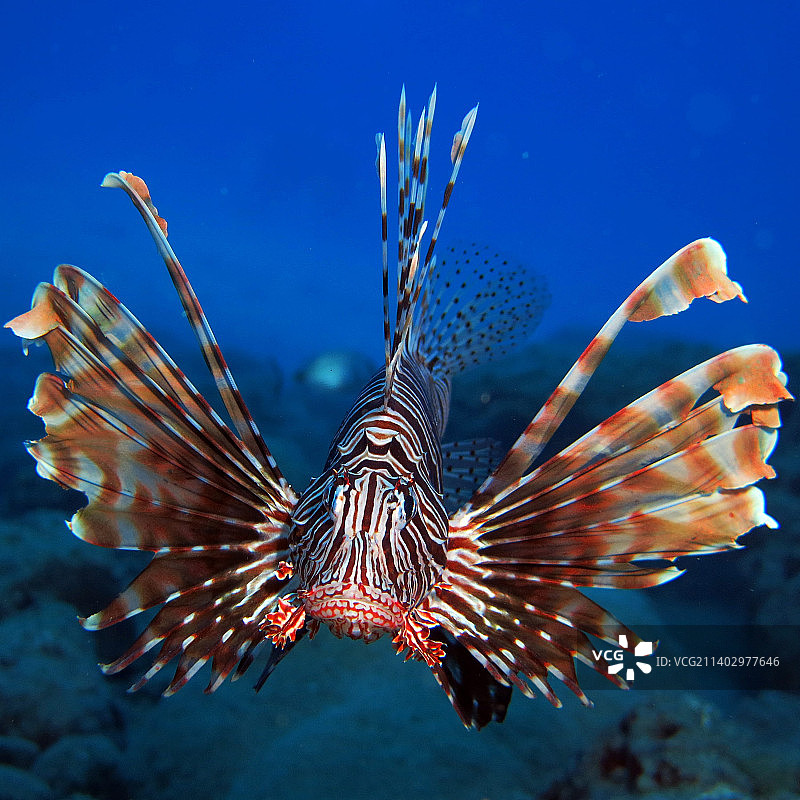 水族馆中游动的狮子鱼特写图片素材