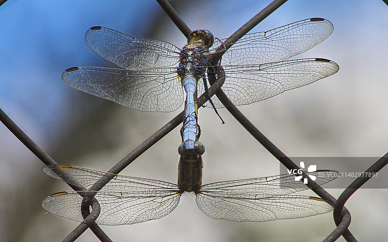 小树枝上的蜻蜓特写图片素材
