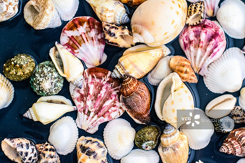 海螺背景，夏季目的地和海滩假日旅行图片素材