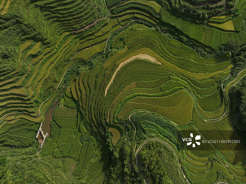 《广西百色靖西巴泽梯田》图片素材