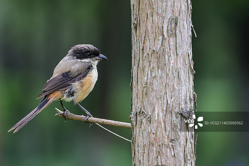 栩栩如生（一只棕背伯劳，因为拍摄距离非常近，鸟的羽毛栩栩如生）图片素材