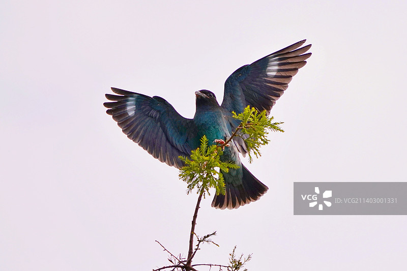 三宝鸟图片素材
