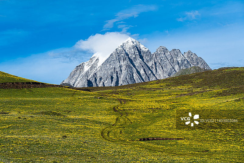 川西的春天，高山上绿草茵茵，鲜花盛开，万紫千红图片素材
