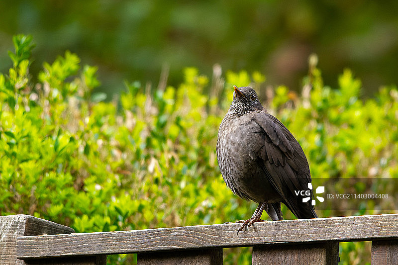 斯洛文尼亚科斯特尔木桩上的歌鸫特写图片素材