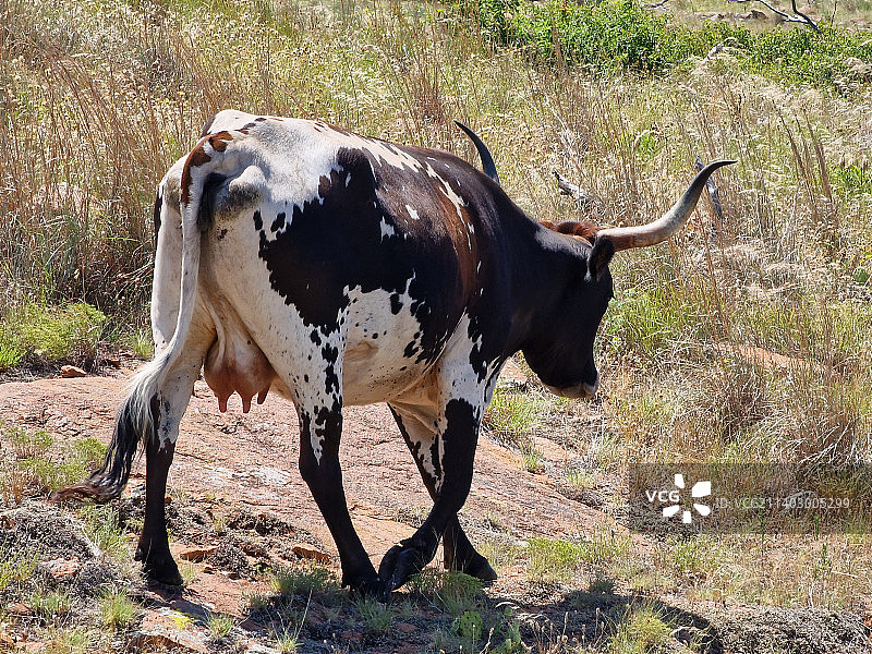 美国俄克拉荷马州科曼奇县田野上站立的奶牛高角度视图图片素材