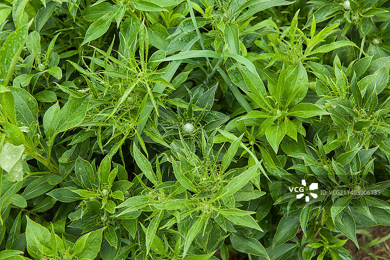 中药材白术种植图片素材